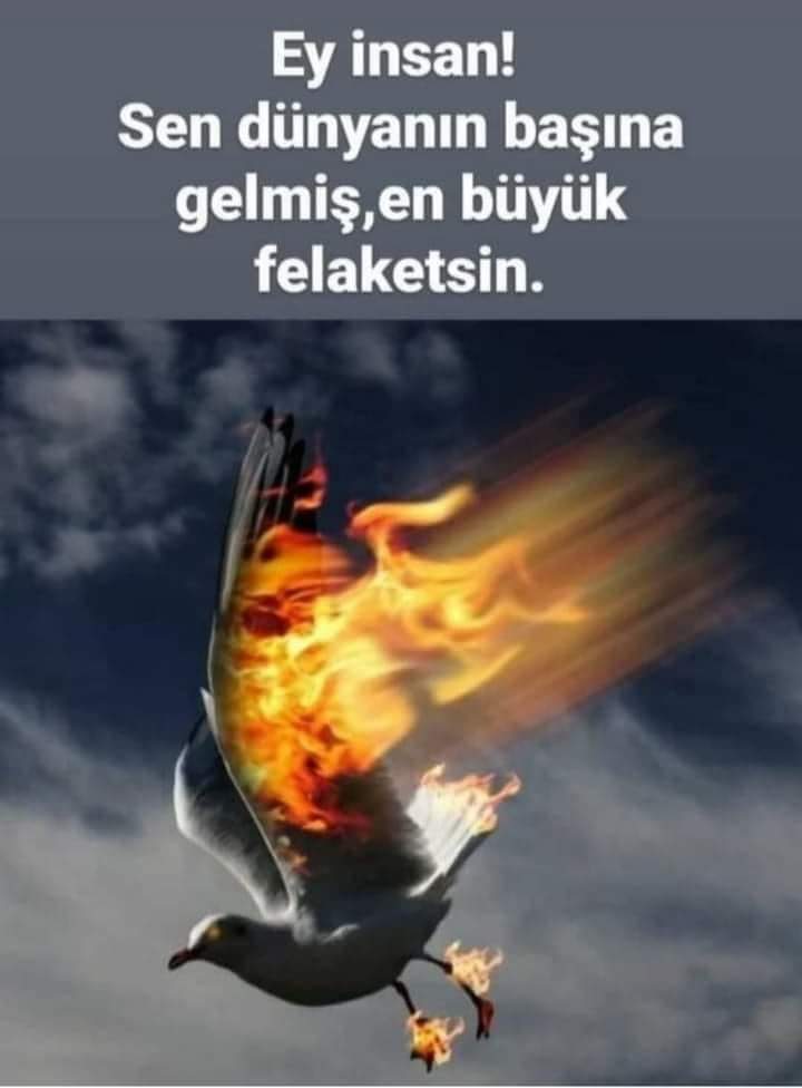 tcdogruyol's tweet photo. #bodrum #umurca #içmeler 😔🙏🙏😔 https://t.co/dAlJ6E2alA