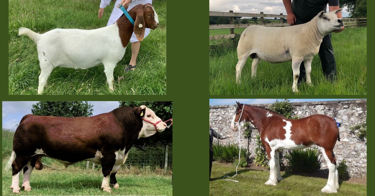 ⭐ SECTION WINNERS

* GOAT sponsored by <a href="/CirclesSquaring/">Squaring Circles</a> 
Winner: Boer Goatling
* SHEEP sponsored by @Sams_Scotland 
Winner: Texel
* CATTLE sponsored by <a href="/anmgroup/">ANM Group Ltd</a>  
Winner: AOB Native Breed 
* HORSE sponsored by J Low Agri Services Ltd
Winner: Clydesdale

bit.ly/37agDSA
