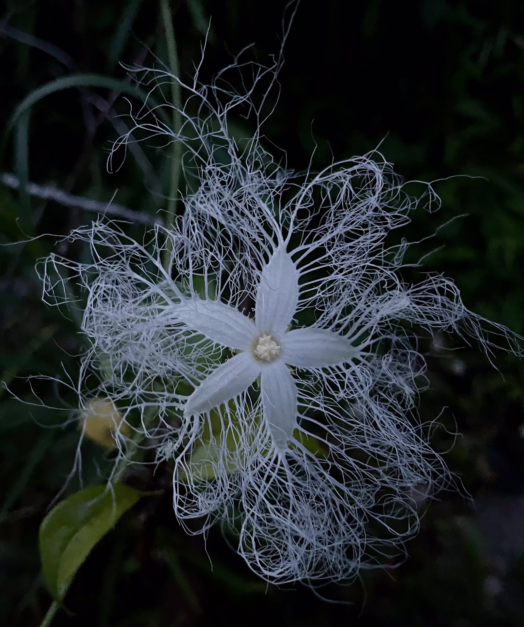 カラスウリの花 Twitter Search Twitter