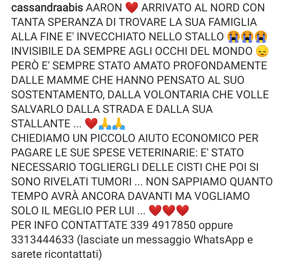 zampa_qua's tweet photo. URGENTISSIMO🆘🆘🆘339 4917850 oppure 3313444633 🐕AARON  ARRIVATO AL NORD CON TANTA SPERANZA DI TROVARE UNA FAMIGLIA ,😔 MA ANCORA IN STALLO,ha bisogno di libertà, di carezze, ddi una famiglia che sappia comprenderlo ed amarlo.🙏❤️VI ASPETTA @PlanetSurfinia https://t.co/rwEEG04wpS