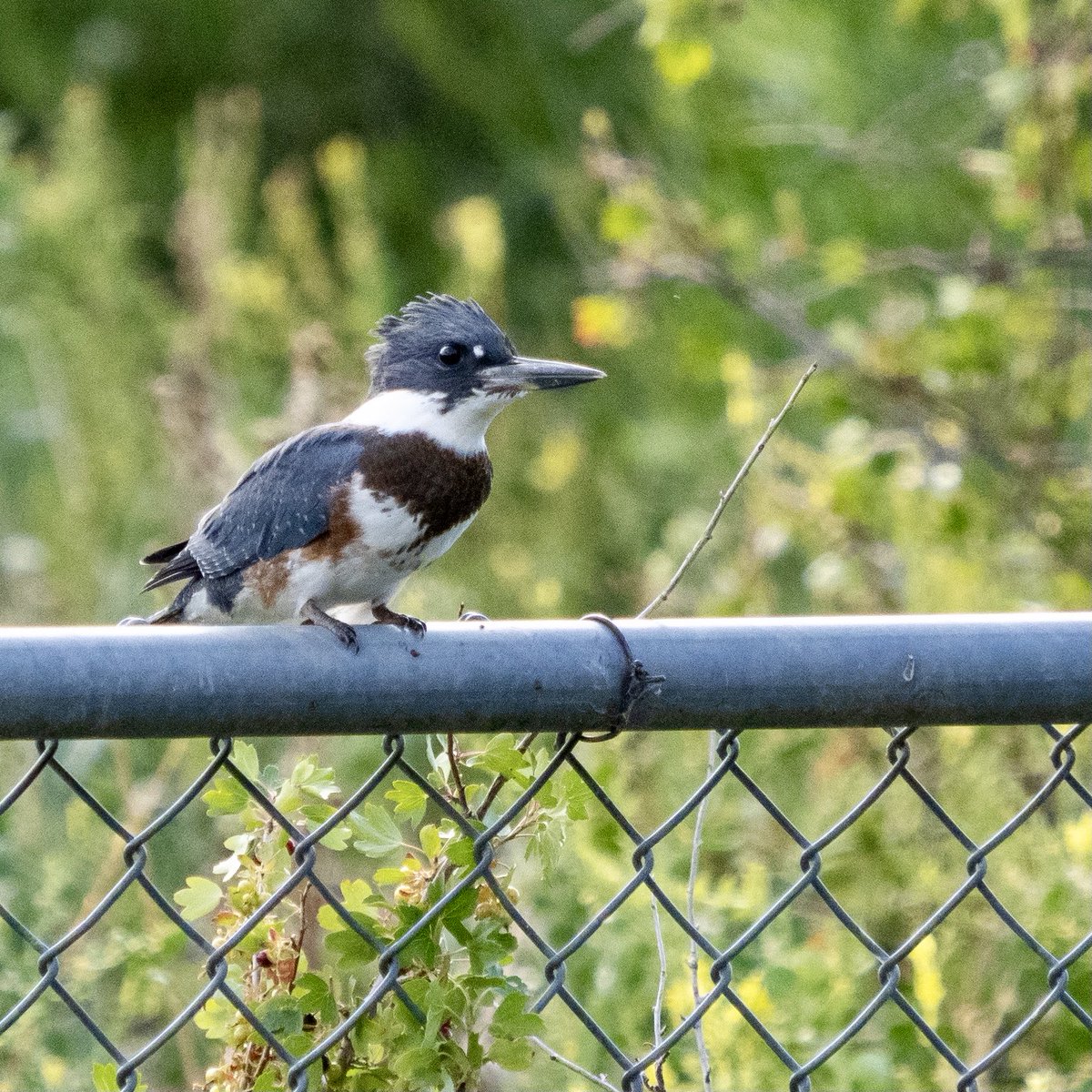 BirdsAndBinocs's tweet photo. Finally got a decent shot of my archival… the ever perturbed #BeltedKingFisher
#parkcity #utah #utahwildlife #birdsofutah #birdsofparkcity #utahbirding #birds #birdwatching #birding #ornithology #Olympus #birdphotography https://t.co/FiUUK9apJE