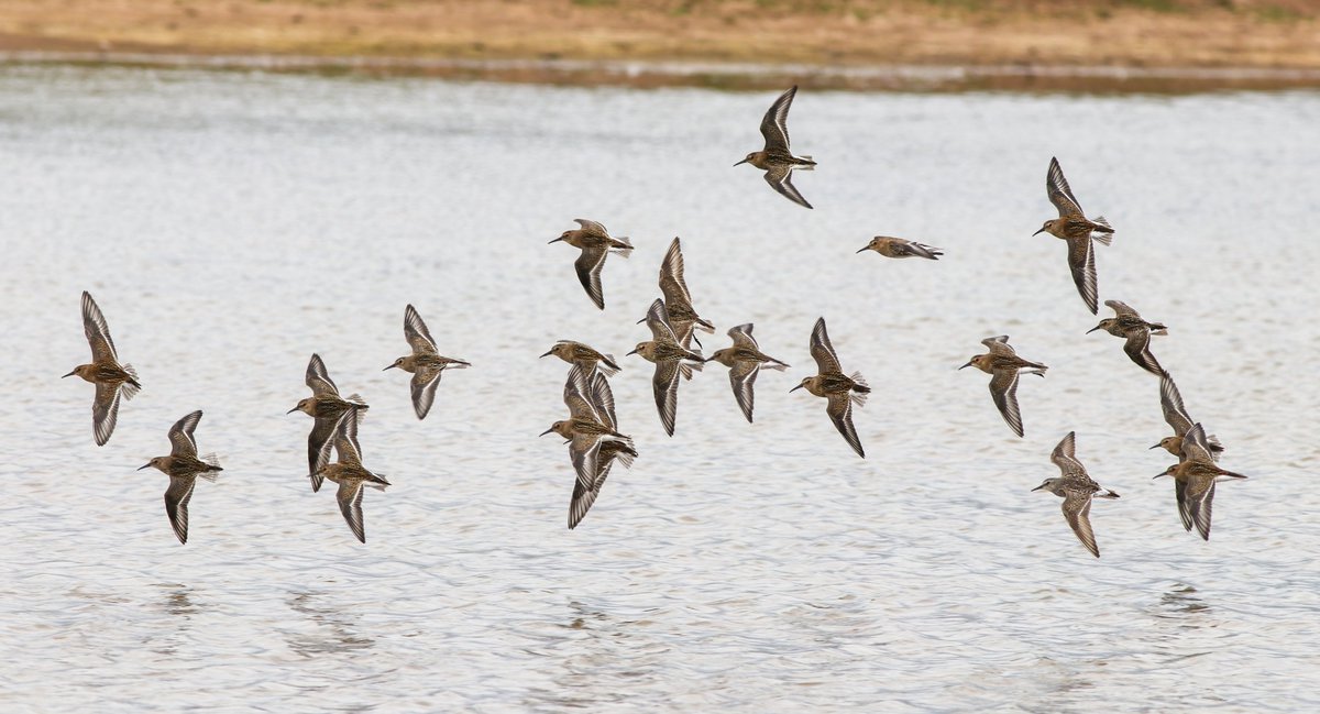 Stunning White-rumped Sandpiper on Kilnsea wetlands earlier today within a flock of Dunlin. #spurnbirds