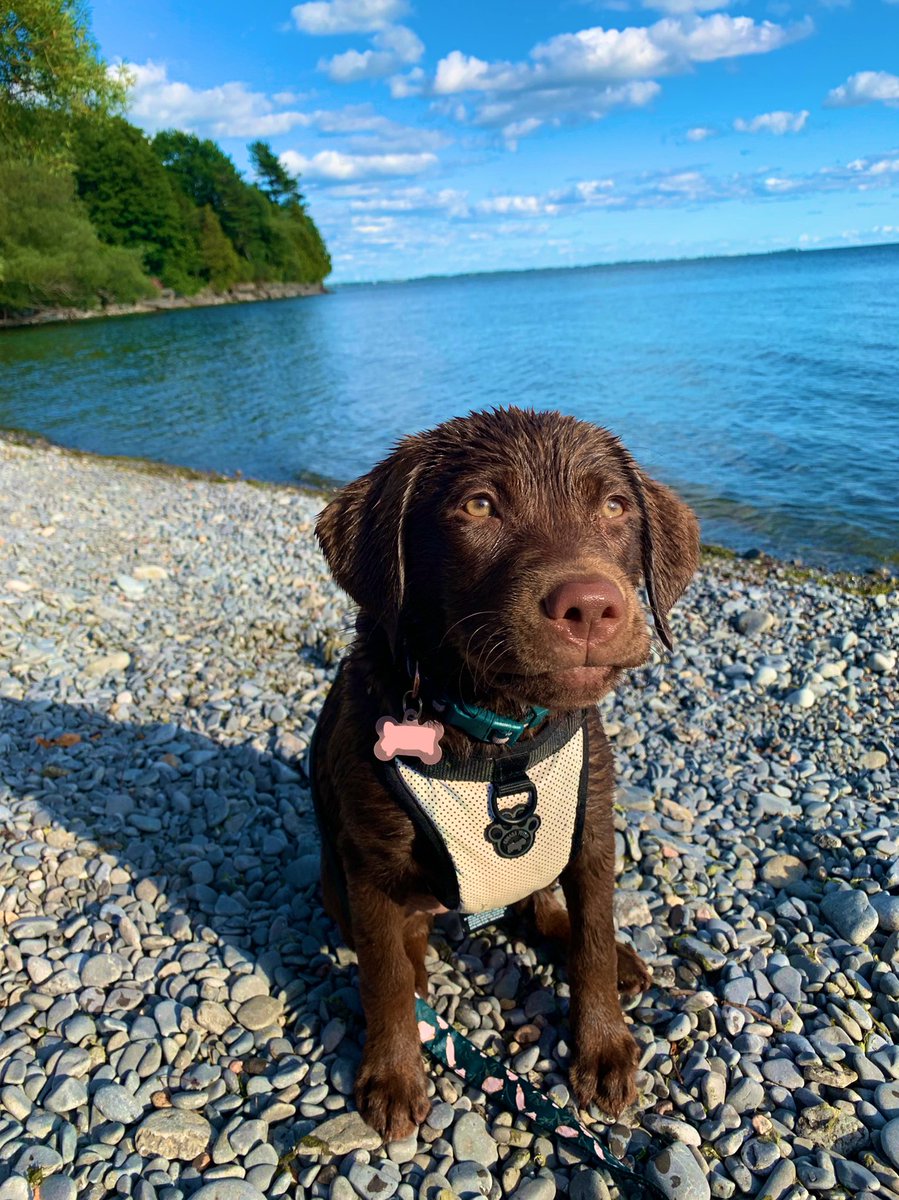 Vacation vibes with my girl, Willow ❤️ 🐾 #vacation #staycation #puppy #labradorretriever #ygk