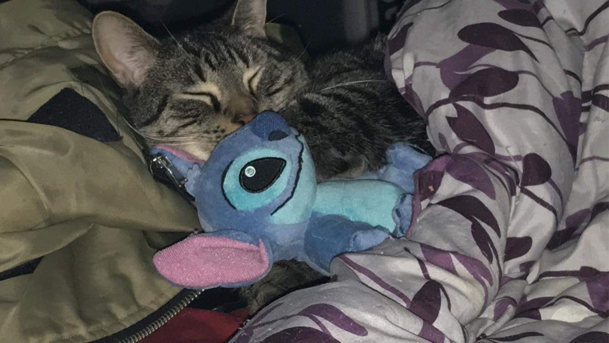 ASPIRINGMODEL20's tweet image. Abel and his mini stitch 🤧🥺♥️