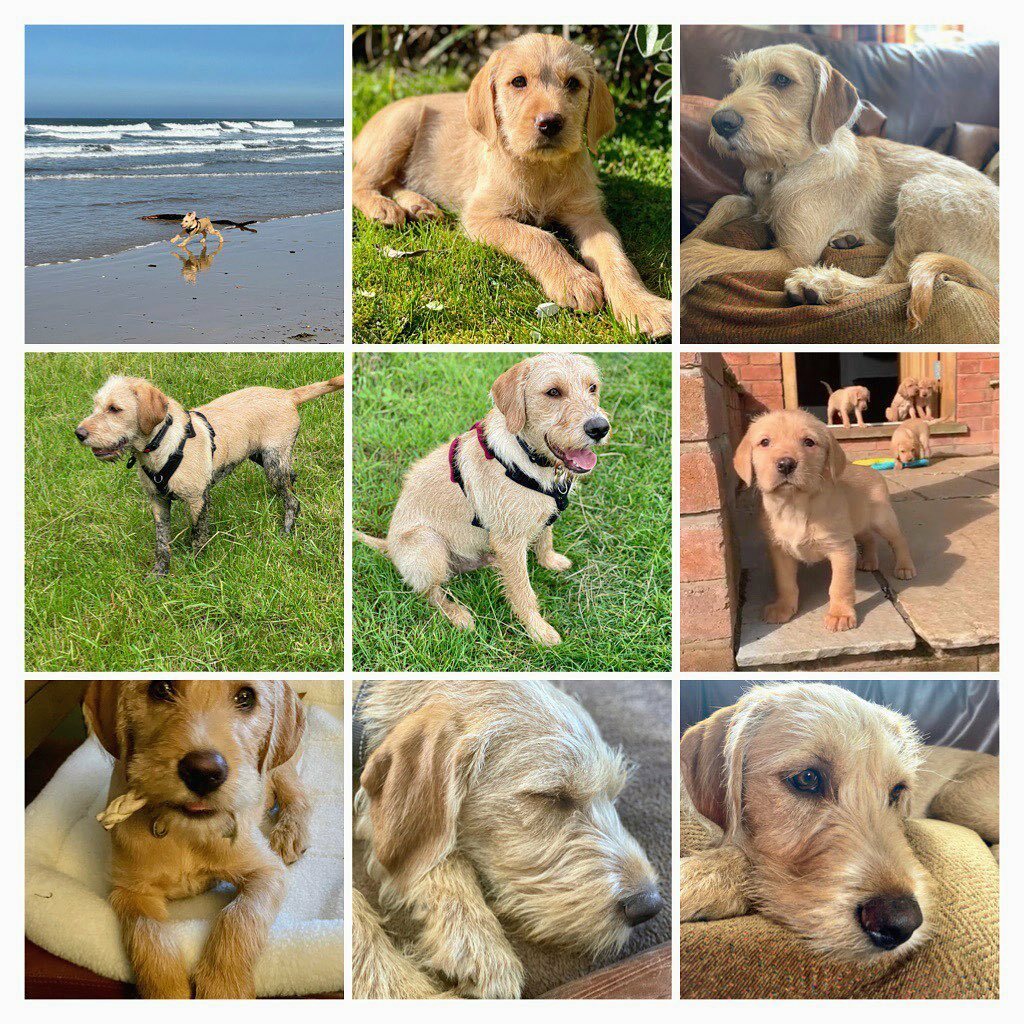 Rufus is 6 months old today! instagr.am/p/CR_lU0QqV3Q/