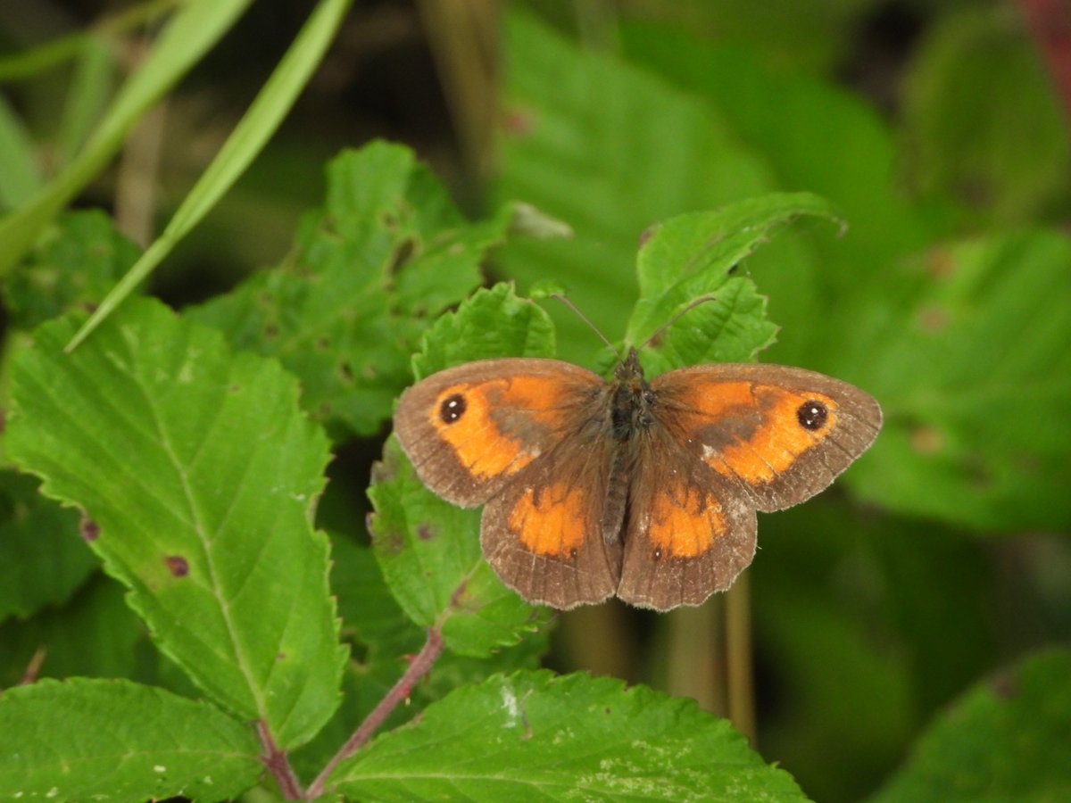 ecology_cymru's tweet image. Absolutely loads of Gatekeepers (Hedge Browns) on the Gwent Levels now, numerous bramble bushes seen with at least 6 on each. @GwentLevels @SevernEstuary @ourlivinglevels @GwentWildlife @savebutterflies @notice_nature_