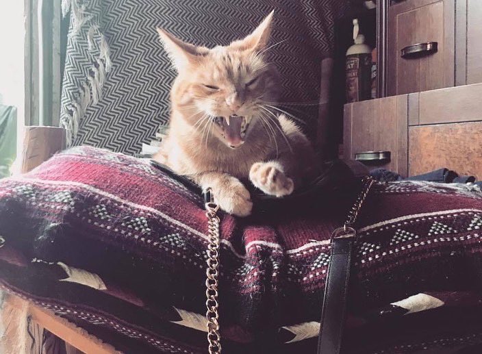 Spirit_Session's tweet image. Happy birthday to our amazing little fur baby Simba.  My guy ❤️ 

Birthday shout out to Harry Potter! 
Marathons all weekend 🤘🏻.