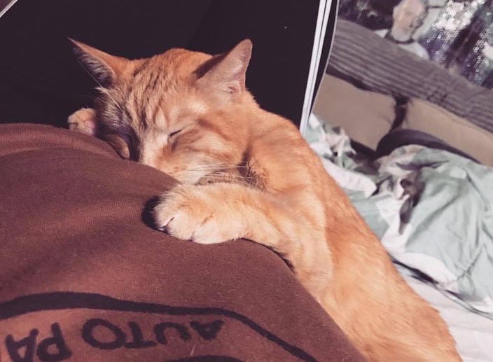 Spirit_Session's tweet image. Happy birthday to our amazing little fur baby Simba.  My guy ❤️ 

Birthday shout out to Harry Potter! 
Marathons all weekend 🤘🏻.