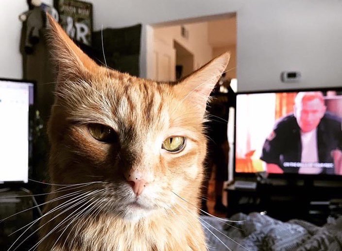 Spirit_Session's tweet image. Happy birthday to our amazing little fur baby Simba.  My guy ❤️ 

Birthday shout out to Harry Potter! 
Marathons all weekend 🤘🏻.