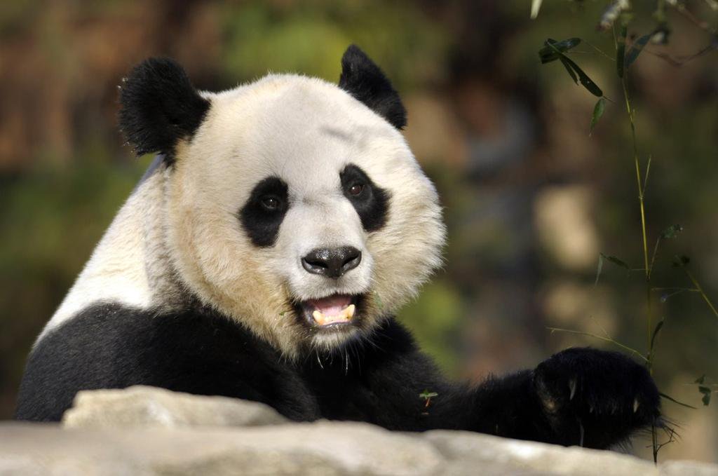 Родина панд. Большая Панда. Очковая Панда. Панд. Панда бамбуковый медведь.