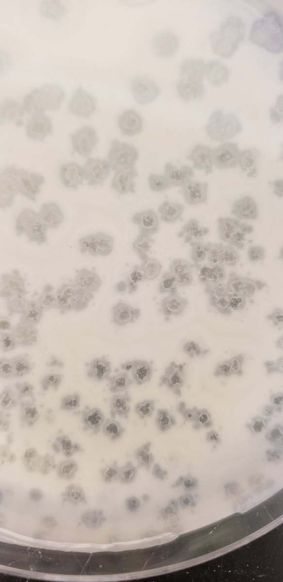 micro_lifter's tweet photo. #MicDiv2021 student @MouldDMicrobe is isolating phages that infect Vibrio alginolyticus, and got these whacky plaques! Any #phage pholk seen anything like these before? New phage infection casuing prophage induction, maybe? On the second passage in this pic. https://t.co/KyA5zbWJv3