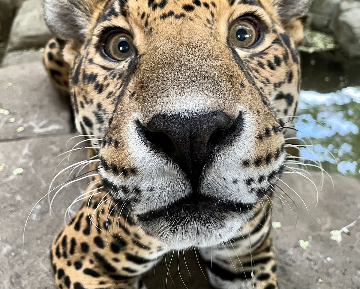 TulsaZoo's tweet image. Wait .... August starts tomorrow? 😲 This year is flying by.

#caturday
📸 Zookeeper Jenna Schmidt