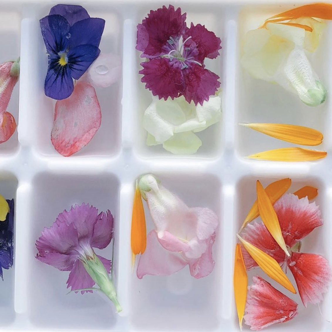 ট ইট র 岡﨑 彩 エディブルフラワーは 製氷器にお水と一緒に入れて凍らせるだけでかわいい氷ができるので今夏もやりたい ソーダ水に浮かべたい