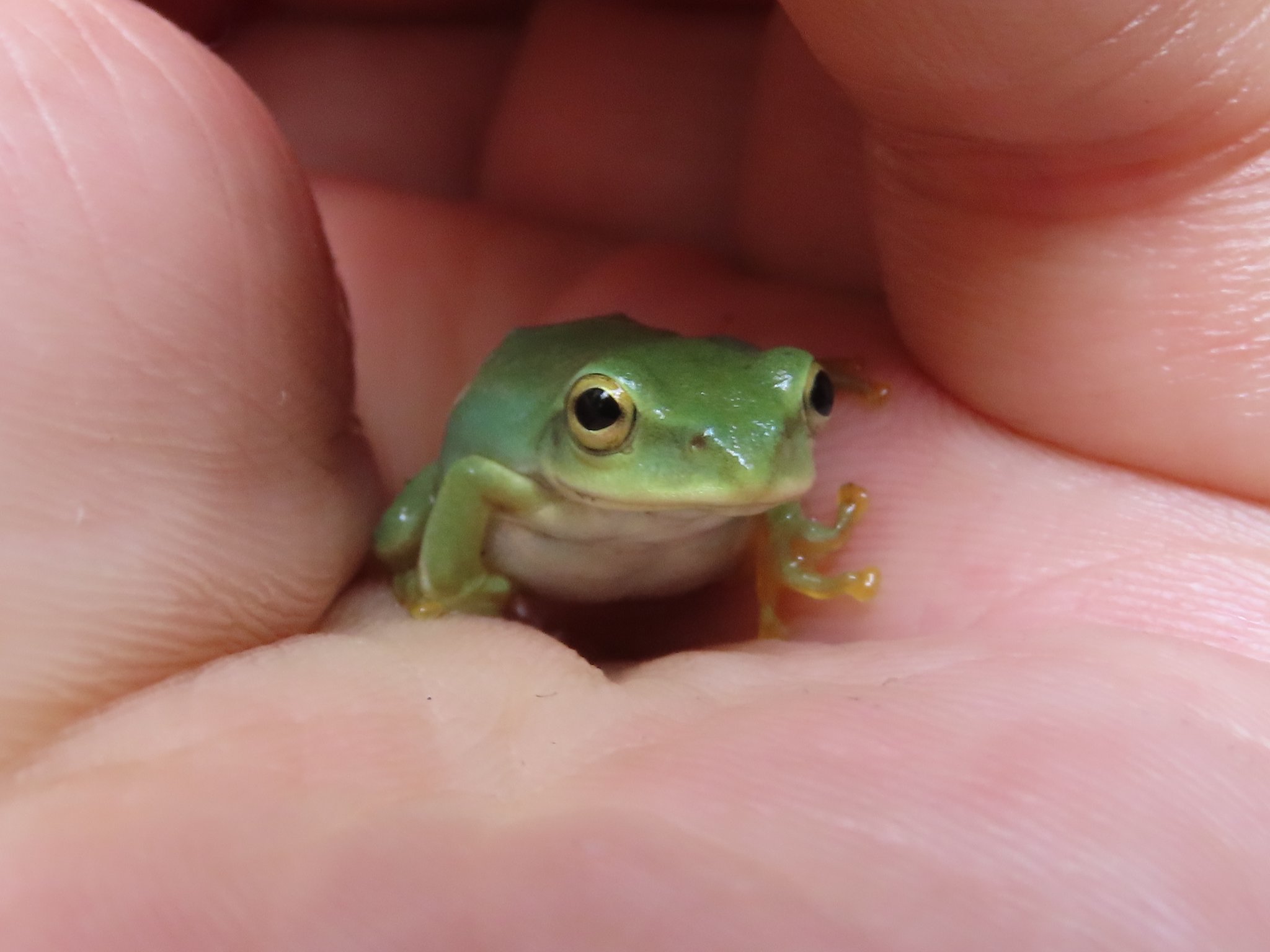 A M Sur Twitter モネの池で可愛い子に遭遇したので 思わず捕まえてしまった 笑 ニホンアマガエル アマガエル カエル 蛙 両生類 モネの池 T Co Pzu0pembw5 Twitter
