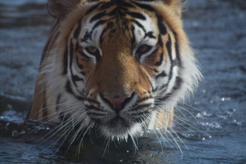 MikeTheTiger's tweet image. Good morning, Tigers