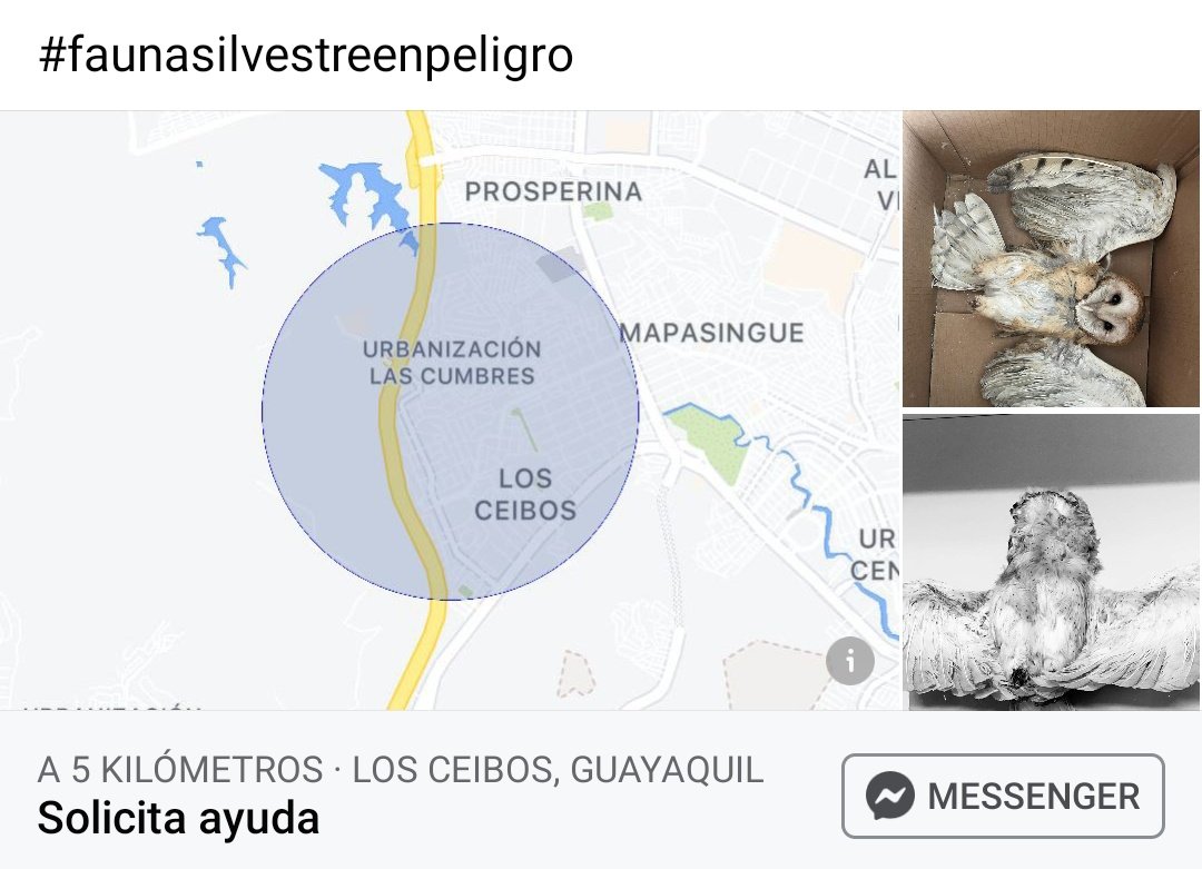 VeronicaJalca's tweet photo. @RescateAnimalEC #Guayaquil #lechuza #Ecuador @Ambiente_Ec @alcaldiagye #ProyectoSacha #urbanismo https://t.co/IpxRW2ClhT