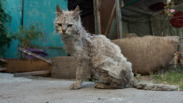 Quando gettate i vostri gatti come immondizia dicendo che se la caveranno da soli, li state condannando a morte e fate veramente schifo💩perché per una maledetta vacanza non si può abbandonare gli animali!😠 Se siete degli incapaci non adottate animali!🤬 #31luglio #cats