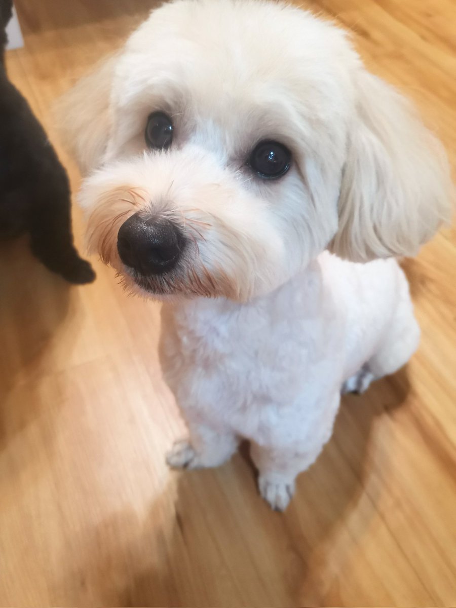 potato_brun's tweet photo. #雑種犬の日 https://t.co/2WMWmbMUBf