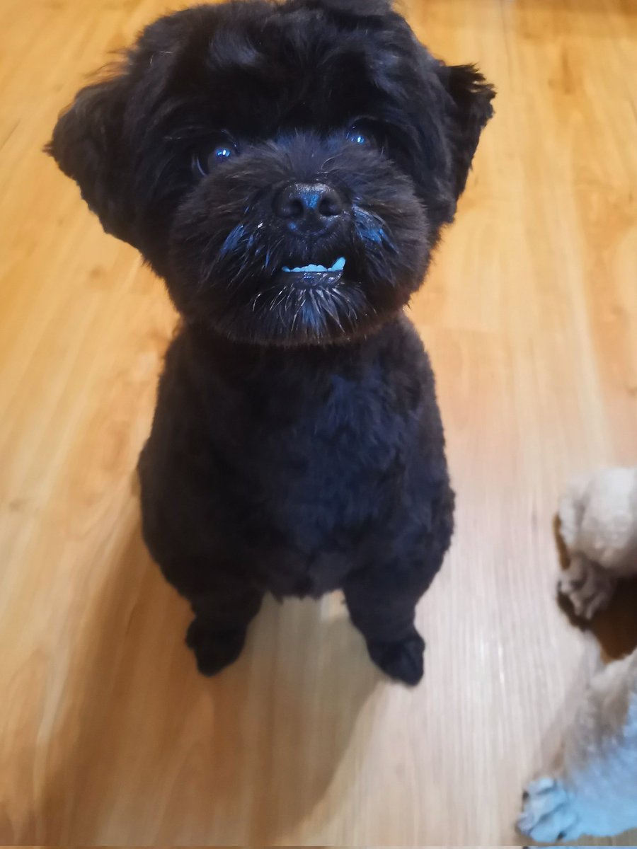 potato_brun's tweet photo. #雑種犬の日 https://t.co/2WMWmbMUBf