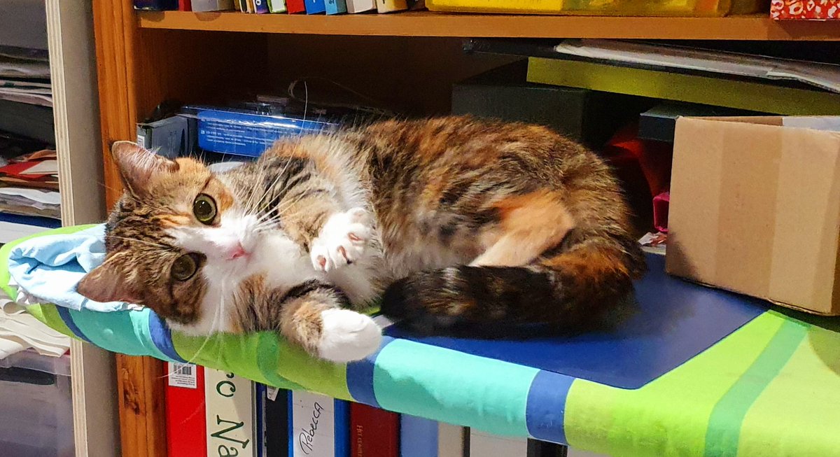 ArjaKastelein's tweet photo. Lekker stel... 🐾🐾🐈🐾🐾🐈⬛ #oppassen #oppaskatten #ikhoudervan #iloveit #katten #cats #vakantie.. nog een paar daagjes.. 😊 https://t.co/7g83n0F8gt