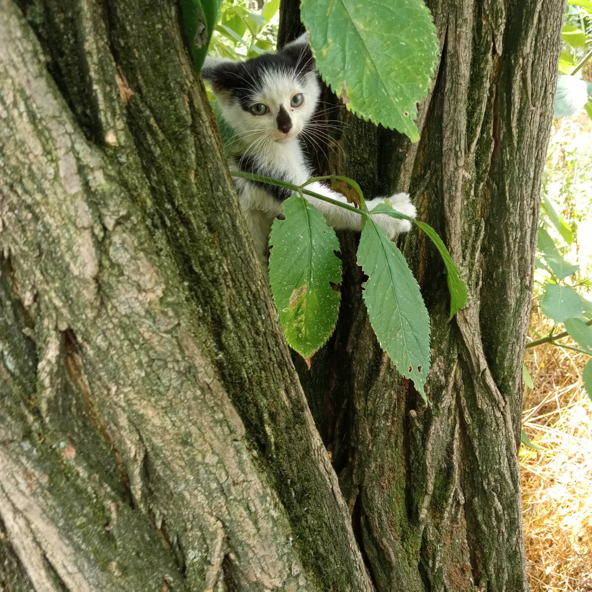avantgarter's tweet photo. so i found a stray kitten this morning and let's just say she's not stray anymore https://t.co/VmjeLDKYEl