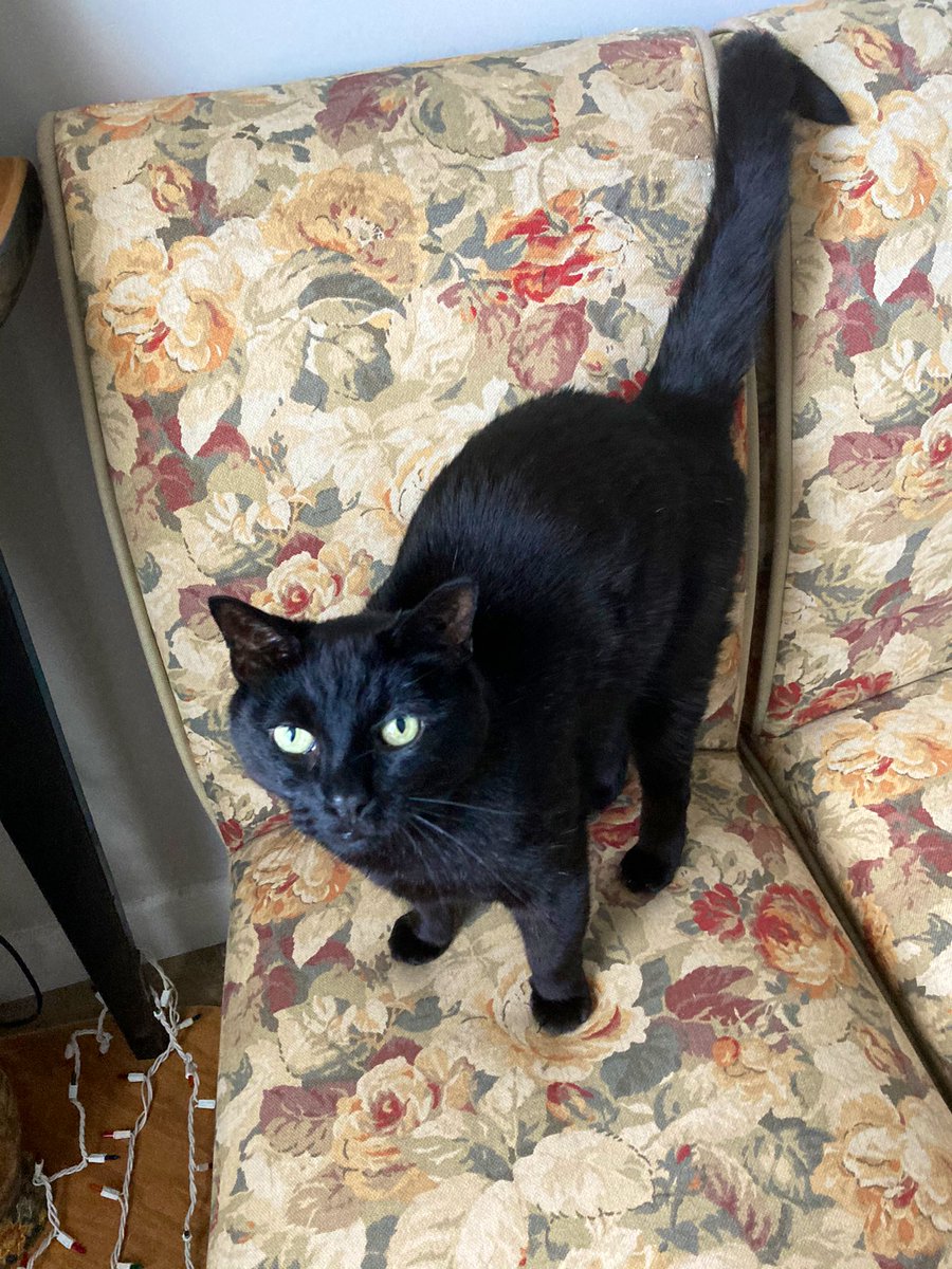 dumb_doodle's tweet photo. I don’t really put a lot of my personal life here, so I thought I’d contribute to Caturday with all my children.

Skeeter, his handsome brother Toby, and Logan 🖤
#Caturday #cat https://t.co/f6JPU68iUK