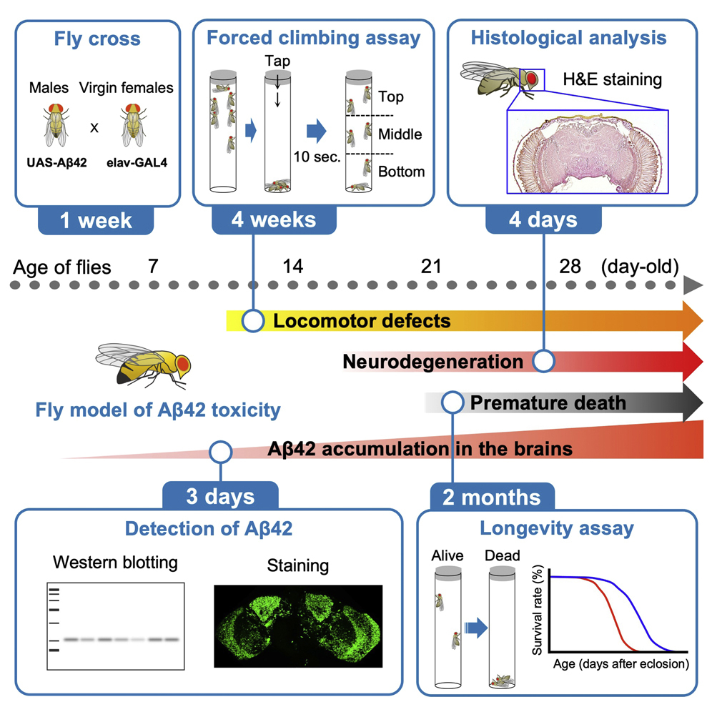 Cell Press (@cellpressnews) on Twitter photo Online in <a href="/STARProtocols/">STAR Protocols</a>: Dr. Koichi Iijima for assesses #Alzheimer's disease-related #amyloidβ toxicity in a transgenic fly model, using biochemical, histological, and behavioral approaches: hubs.li/H0T1Qp20 Online in <a href="/STARProtocols/">STAR Protocols</a>: Dr. Koichi Iijima for assesses #Alzheimer's disease-related #amyloidβ toxicity in a transgenic fly model, using biochemical, histological, and behavioral approaches: hubs.li/H0T1Qp20