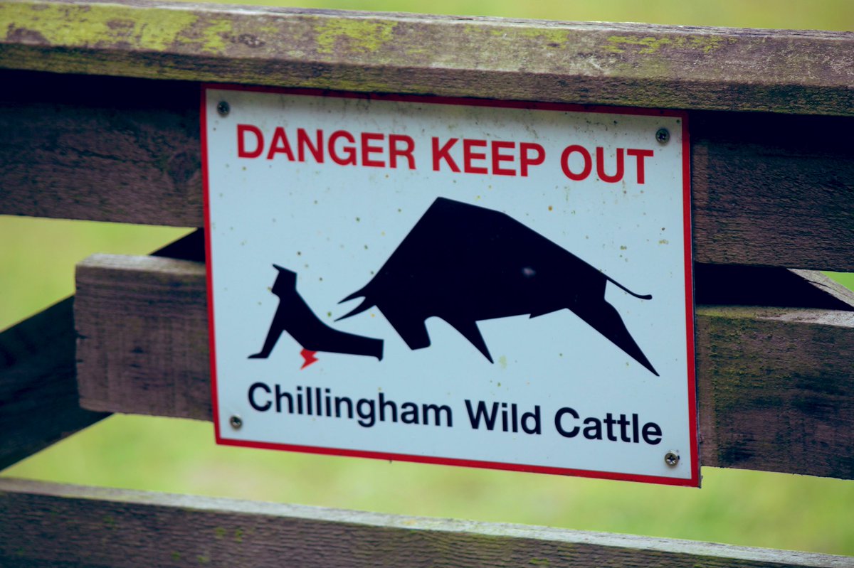 WildlifeTweeter's tweet photo. I really enjoyed visiting the Chillingham Wild Cattle 🐮 yesterday. 

It was really interesting to find out about the history of the herd. 

What a set of characters! Those bellows were therapeutic to 👂 to! 🐄 @wildcattleuk @Steveredwolf @silverpebble #wildcattle #wildlife #cows https://t.co/fWRLfws8AL