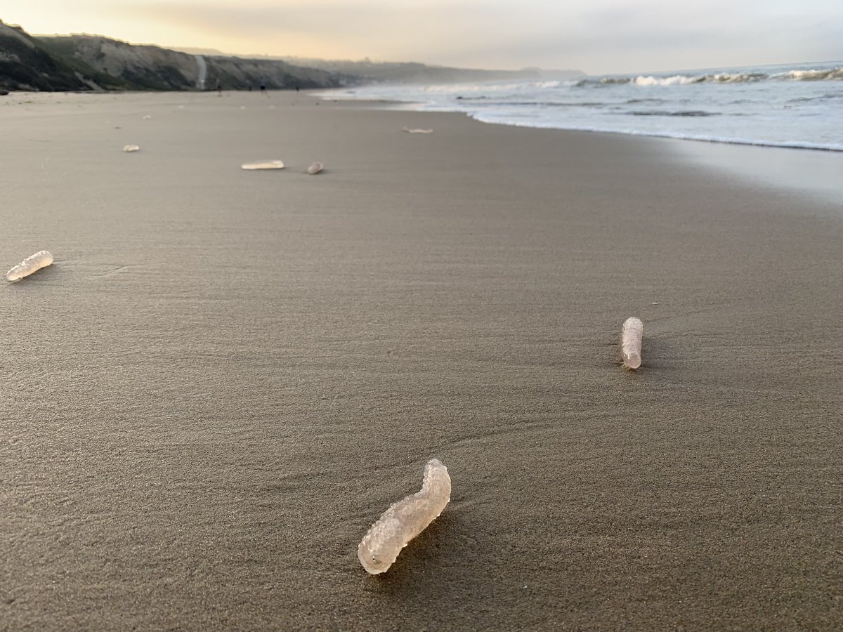 MeanderingPhoto's tweet photo. Tons of sea pickles washed ashore in Laguna Beach #seapickle #lagunabeach #orangecounty https://t.co/pJ4YaiTisw