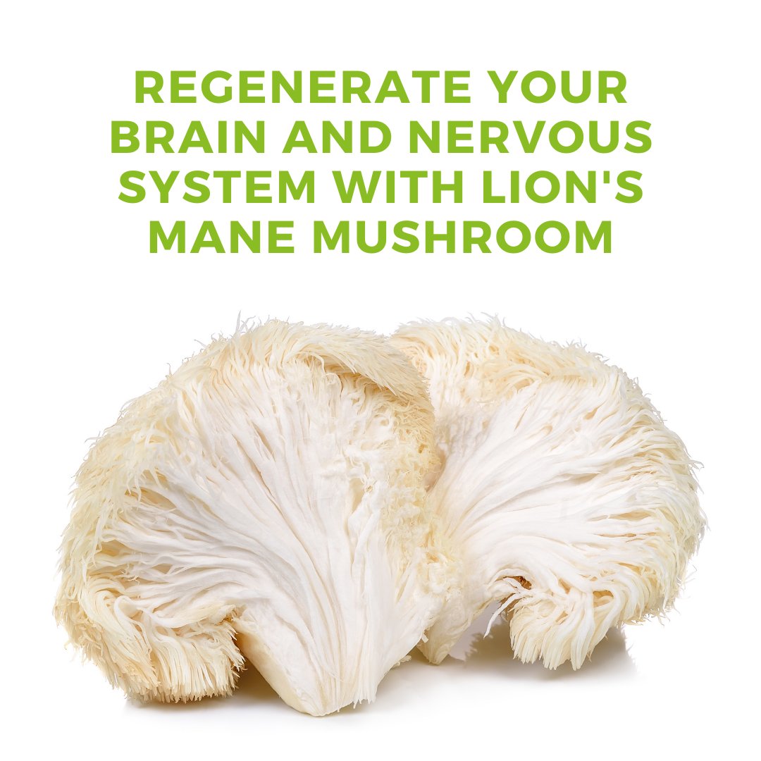 OrganicBoost's tweet image. Lion’s mane mushroom stimulates the production of nerve growth factor (NGF) and brain-derived neurotrophic (BDNF); these two excellent compounds stimulate the growth of new nerve tissue and brain cells.
#lionsmane #brainbooster #braintea