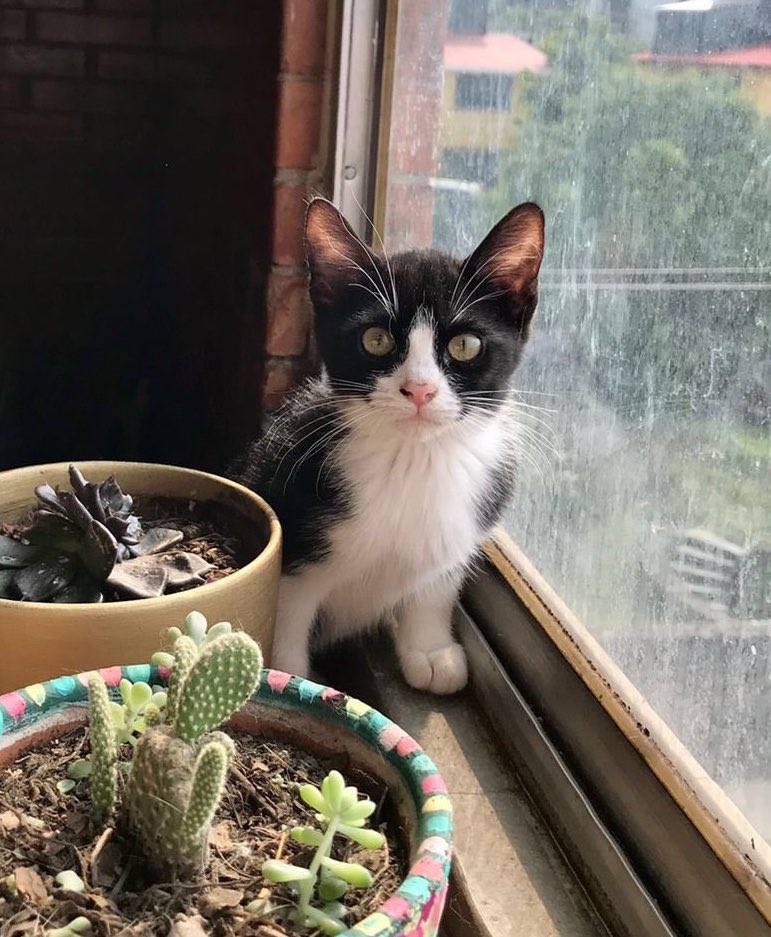 GatitosCdmx's tweet photo. GATITOS RESCATADOS 

Hermosos 🐈 están buscando 1gran hogar c/familia amorosa, protectora y pa toda la vida! 

✔️Esterilizados
✔️Desparasitados
✔️Vacunados

Visita directamente el 🧵 d @Animales_CDMX en dónde encontrarás edades y características d c/uno!

https://t.co/Shjib8lmgV https://t.co/gvXyLe44eS