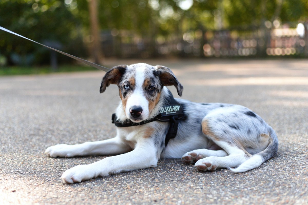 Pitzhanger's tweet image. Does your dog like architecture? 

We’d be surprised if you knew the answer to that question. Come and find out next weekend in Walpole Park!

We are hosting the #ArchitectureForDogs Roadshow on Sat 7 and Sun 8 August

Find out more at pitzhanger.org.uk