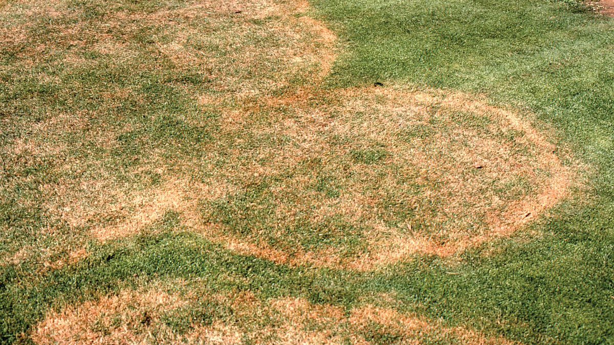 SyngentaTurf's tweet image. Get more flexibility for turf protection with our updated #LargePatch Assurance Program. 👍

Updates include the additions of California availability and Posterity XT plus an Ascernity label change allowing more maximum annual applications: ow.ly/XEiQ50FEO3y
#Time4Posterity