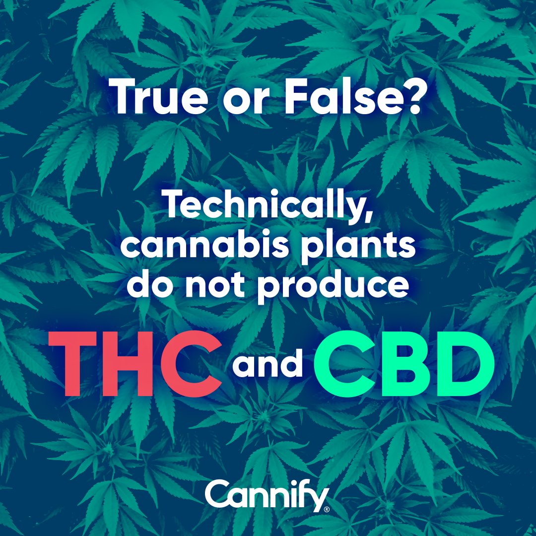 This is true. Instead, #cannabis plants produce #THCA and #CBDA, the acidic compounds that transform into THC+CO2 and CBD+CO2 when heated. This is known as #decarboxylation and it happens during cannabis #extraction, #smoking, #vaping, or #baking.