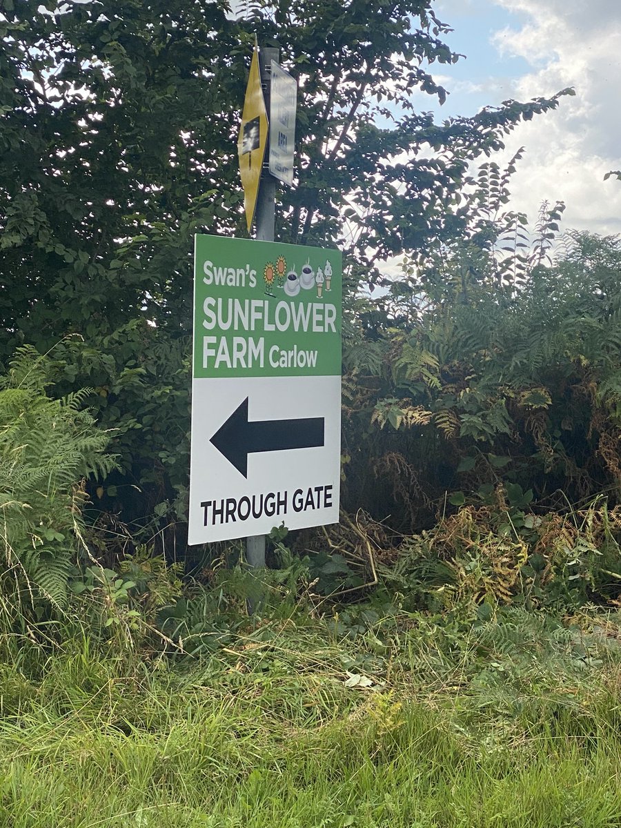Another reason to visit Carlow. Swan’s sunflower farm! It’s a fabulous family enterprise with younger ones involved and all. Farmer doesn’t use any pesticides and allows you to pick and bring flowers home for a small fee. Amazing walk and views. #wanderoffthetrack #LoveCarlow