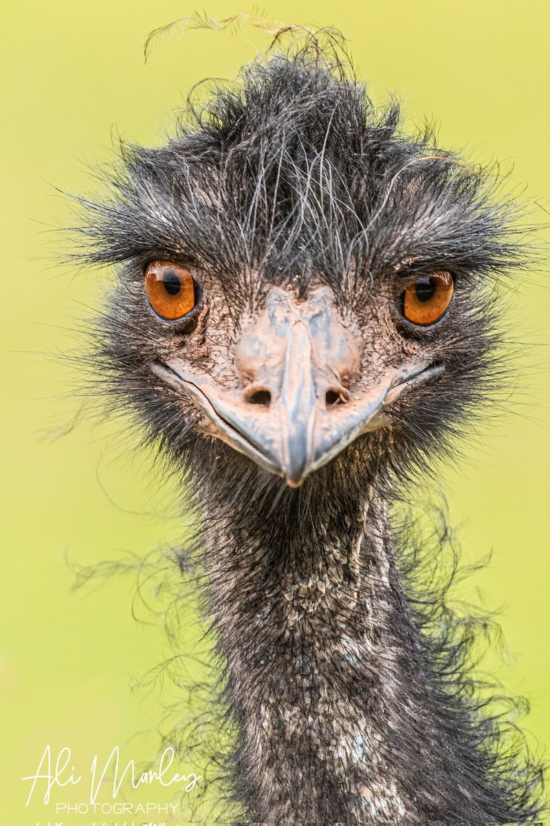 Is it just me that thinks this emu has popped up to say 'hello'

#emu #animals #animalsofinstagram #zoophoto #animal #zoo #zoodays #zoophotography #photooftheday #photography #zoophotographyofinsta #zoophotographer #zoophotography #zoophotographyofinstagram #safarizoo #southlakes