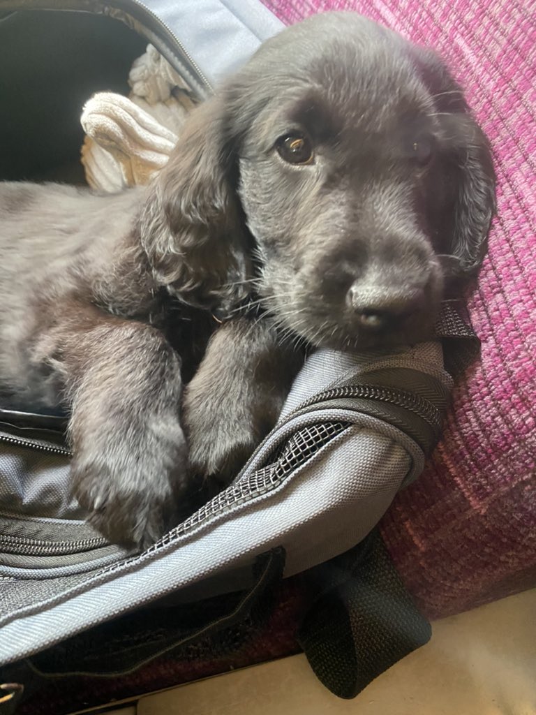 Dillon #8wks #flatcoatedretriever #dogsoftwitter