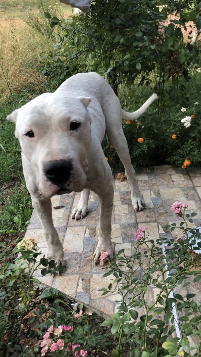 T__Lady's tweet photo. PODELITE 🙏
Lokacija je Ostružnica,došao je pas Argentinska doga,star  do 2 godine,mužjak,dobroćudan,vrlo je raspoložen.
Možda ga neko traži ili ako ima neki ljubitelj ove rase da ga udomimo. https://t.co/COCRwGwGG8