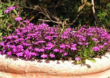 GardenIbrahim's tweet photo. لوبيليا 
نبات جميل مزهر مداد ومفترش ومتدلي  
اجمل تنسيق له اذا تدلى من الاحواض المرتفعه  ليغطي جوانبها 
او من اصص معلقة او لتغطية جزء من منحدر 

يزرع بالبذور وافضل انواعه الملائمة لمنطقتنا 
lobelia erinus

زراعته سهله تستمر النبته لحول كامل ويمكن ان تعمر اذا قلمت وسمدت https://t.co/W5bHbu8c1D