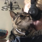 Photo by Pickle the Kitten (@picklekitten)