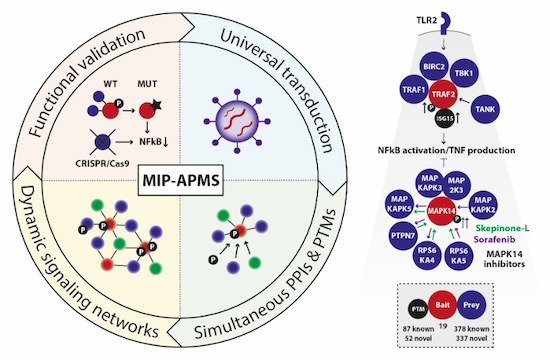 Meissner_Lab (@meissner_lab) on Twitter photo Happy to share our <a href="/MolSystBiol/">Mol Syst Biol</a> paper revealing the time-resolved interplay of Post-Translational Modifications and Protein-Protein Interactions & in human immune cells. --> bit.ly/3l0x1gJ
#MassSpectrometry #CellSignalling #ImmuneSystem <a href="/MPI_Biochem/">Max Planck Institute of Biochemistry (MPIB)</a> Happy to share our <a href="/MolSystBiol/">Mol Syst Biol</a> paper revealing the time-resolved interplay of Post-Translational Modifications and Protein-Protein Interactions & in human immune cells. --> bit.ly/3l0x1gJ
#MassSpectrometry #CellSignalling #ImmuneSystem <a href="/MPI_Biochem/">Max Planck Institute of Biochemistry (MPIB)</a>
