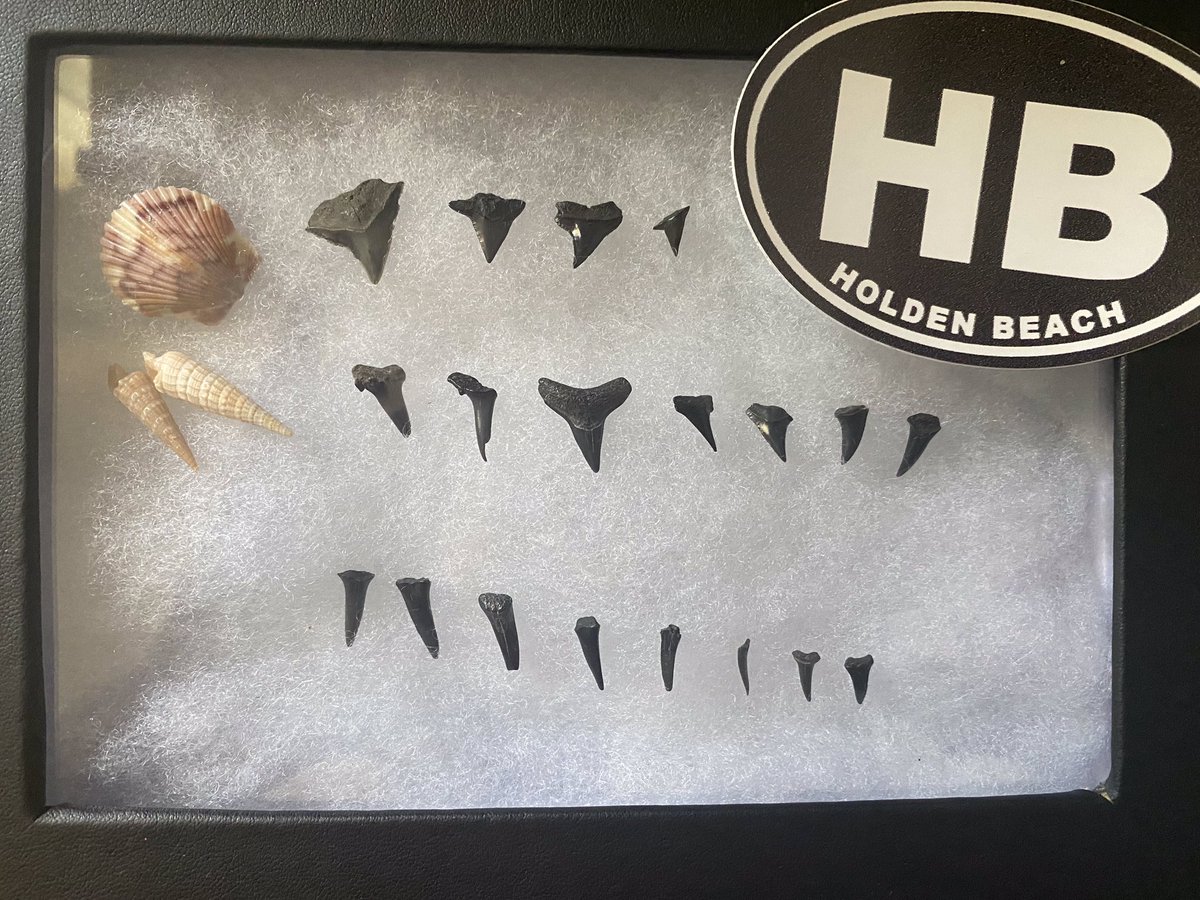 DHouseNLHS's tweet photo. My collection of finds from Holden Beach NC earlier this summer. Shark tooth hunting felt similar to mushroom hunting. https://t.co/pBFRqVMvDJ