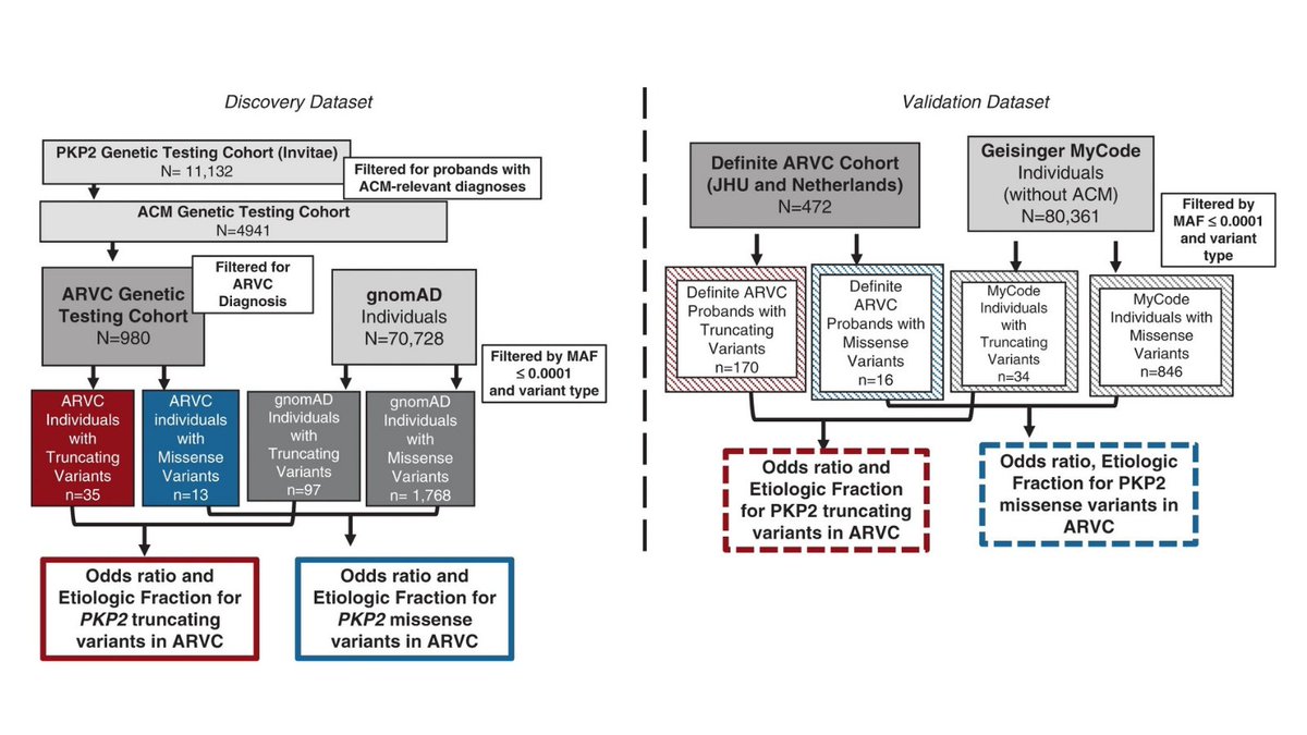 PKP2 truncating variants have a specificity for arrhythmogenic right ventricular #cardiomyopathy  bit.ly/3j6ki9M #cardiogenetics #electrophysiology