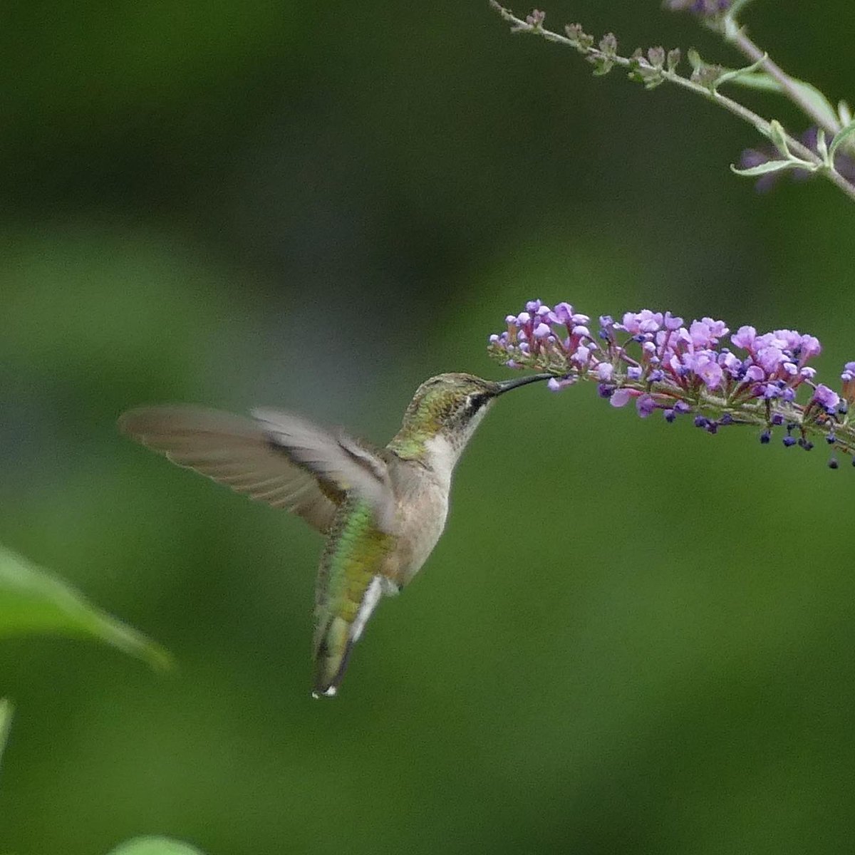 CorrieCarswell's tweet photo. Pics from the yard. #hummingbird #fuzzymoth #monarch #backyardwildlife https://t.co/Cjvm7tcnAS