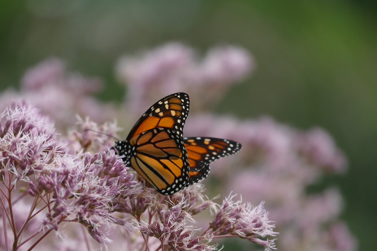 CorrieCarswell's tweet photo. Pics from the yard. #hummingbird #fuzzymoth #monarch #backyardwildlife https://t.co/Cjvm7tcnAS