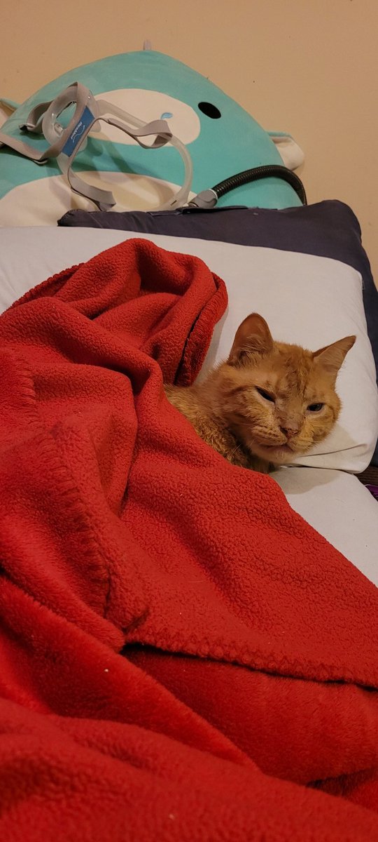 lynnslagle42's tweet photo. Hey peasant, you missed a spot! I'll just lay here and watch you work for the day. You're doing a good job, I'll make sure to take a nap for you 😹 #cerebellarhypoplasia #chlove #wobblykitty #chkitty #allhailkingedgar #justalowlypeasant #kingedgar #nappingfortwo #goodthinghescute https://t.co/9wNtfV3Bsj