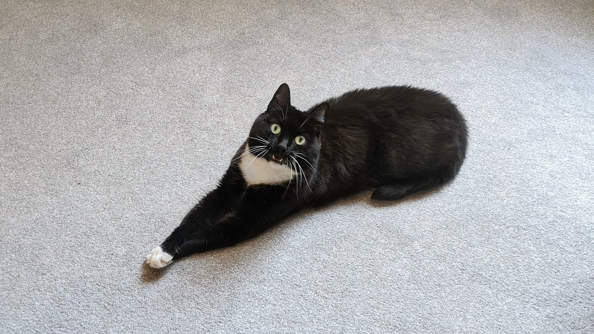 CuriousZelda's tweet photo. One thing led to another and now I'm an eyebrow. https://t.co/PXfSPs8oQ8