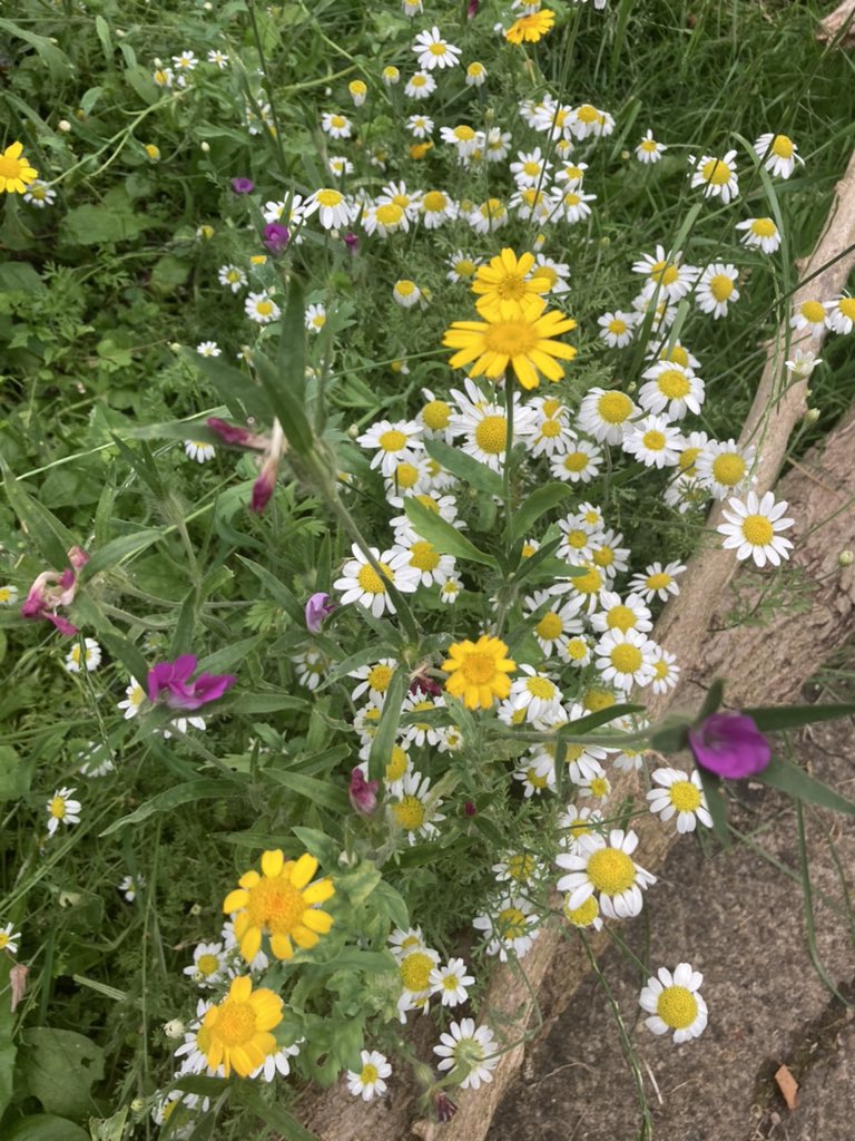 jamieaiperry's tweet photo. Thank you to everyone who has taken the time to be grateful for the wonderful charitable support we receive @LeicsWildlife. We are humbled by the daily passion, dedication and time you all provide to help us protect and engage people with nature. #LRWTGratitude #31DaysofThanks https://t.co/t2Rcvp8rr5