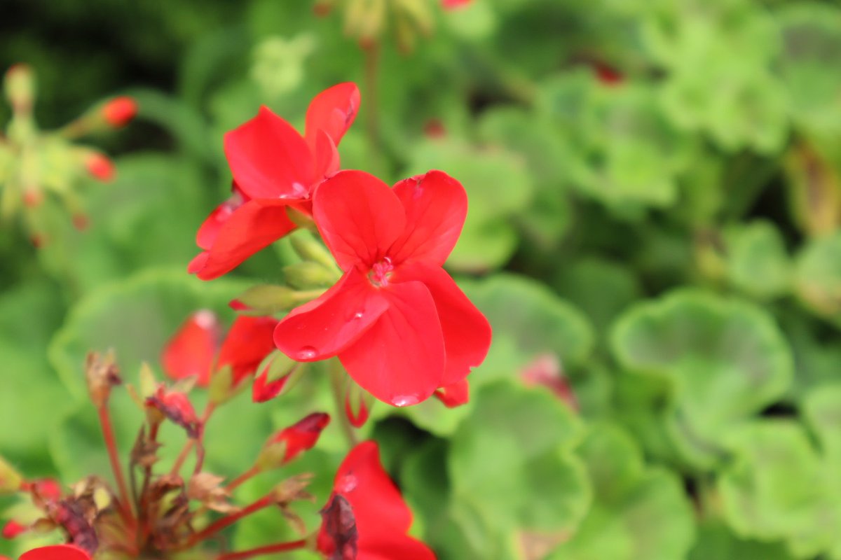 はなこ ペンタスの花束を おはようございます 今日から8月 朝から暑い ななにーのある日曜日ですが朝からバタバタ 始まるまで帰れますように 私の 世界に一つだけの花 Smap ステキナ日曜日ヲ