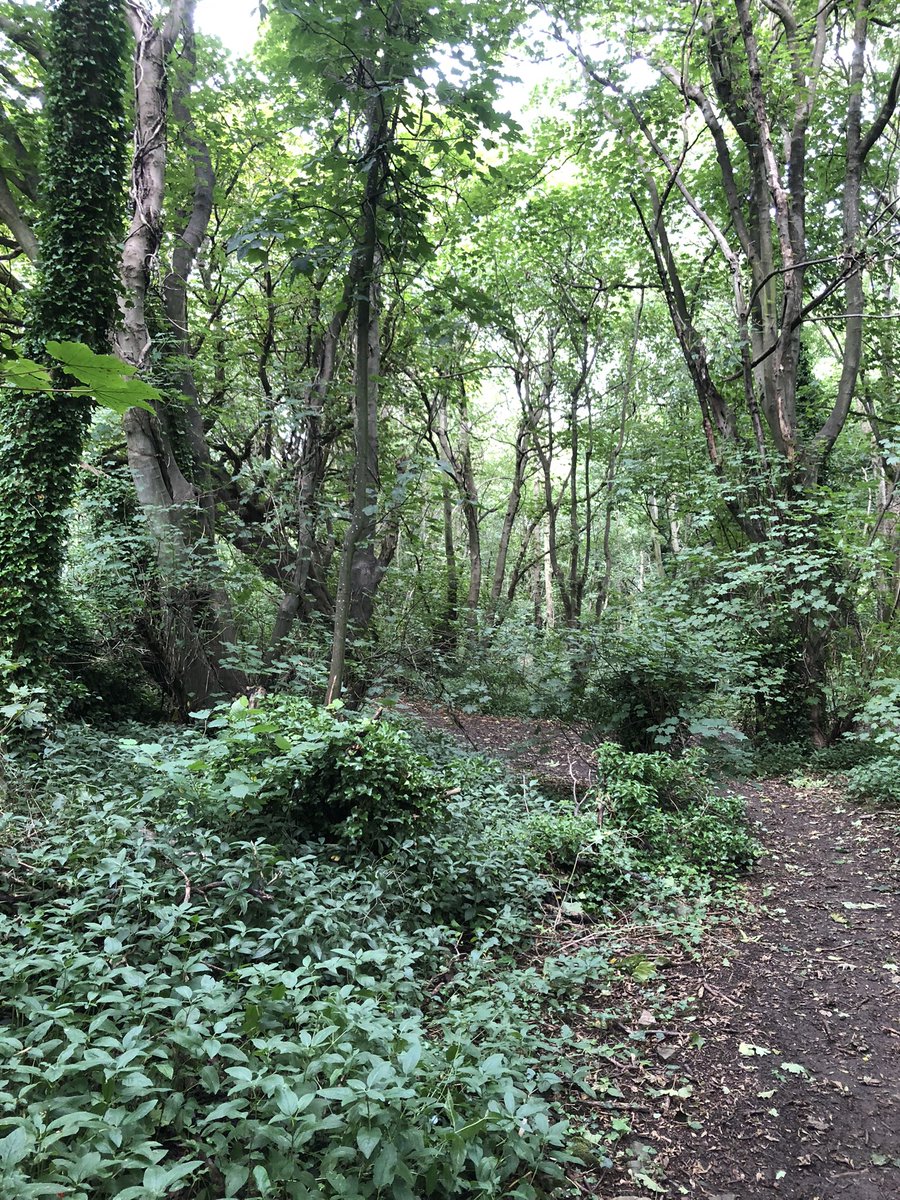 Seven walks planned for this summer, visiting each of the divisions in Girlguiding Somerset North for the #GreatRegionRamble First up Avon Valley South taking in Saltford, the tranquil river Avon, @forestofavon and Keynsham <a href="/ggswechiefteam/">Girlguiding SWE Chief Commissioner Team</a>